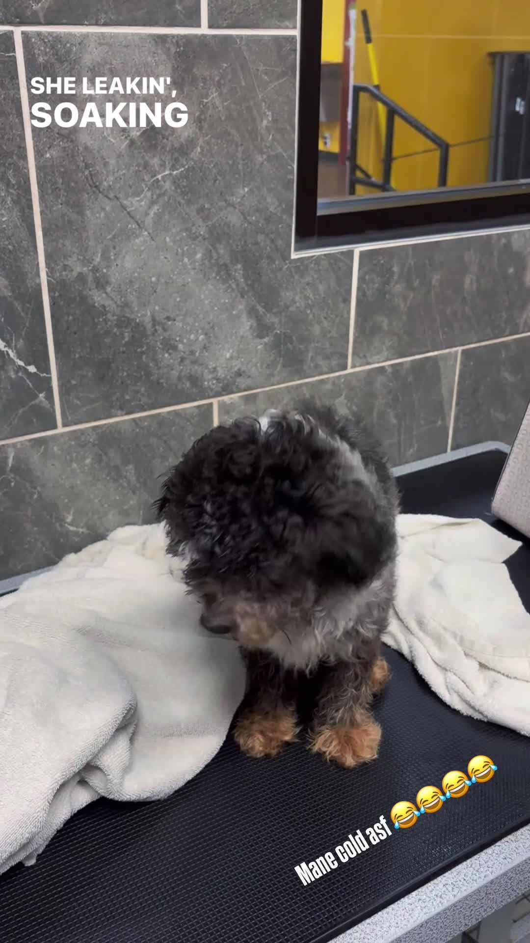 Cavapoo dogs for sale: Cavapoo 1 - Video 1