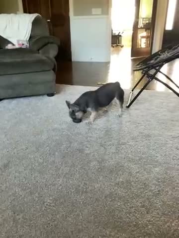 French Bulldog dogs for sale: Nova - Video 2