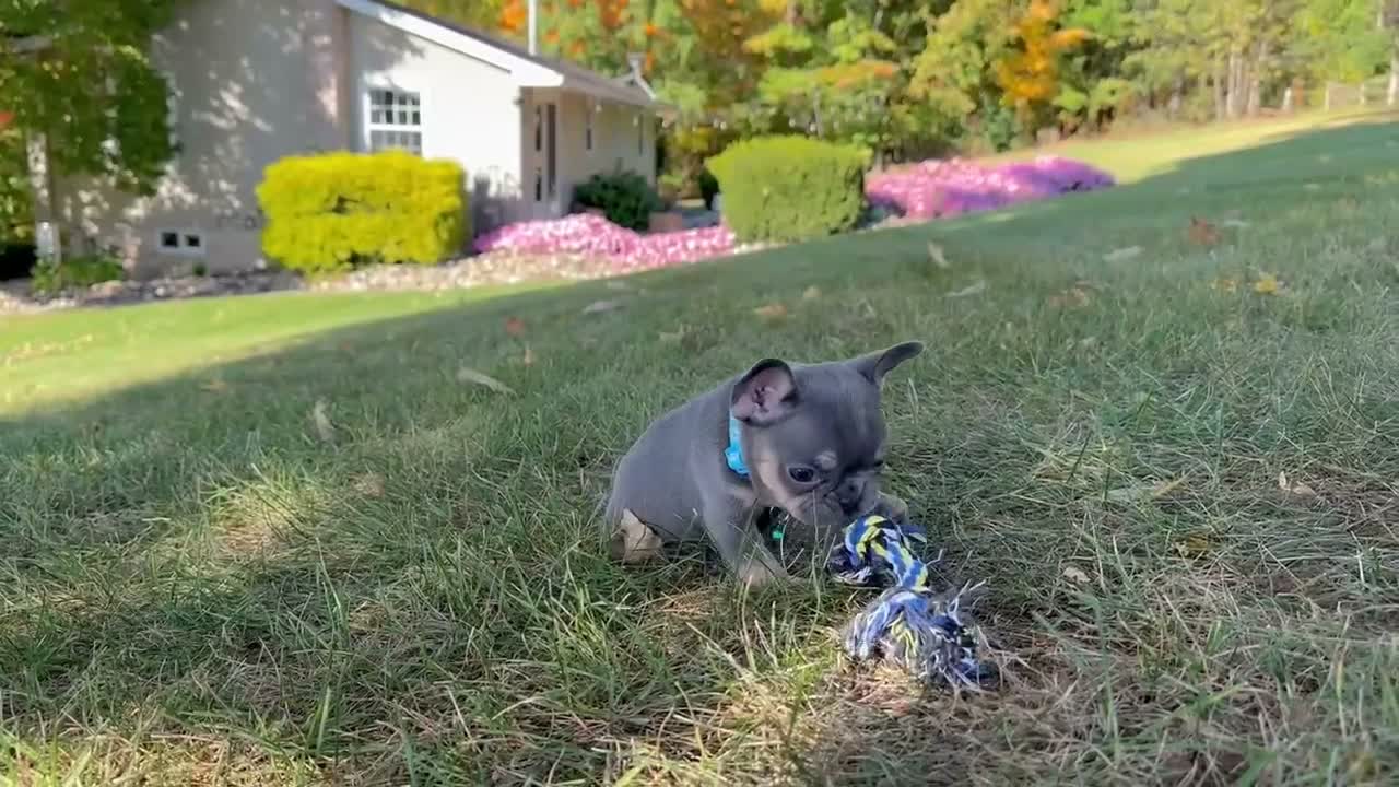 French Bulldog dogs for sale: Mason Video ad - Video 1
