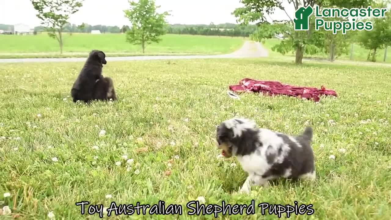 Toy Australian Shepherd dogs for sale: Adrian - Video 1