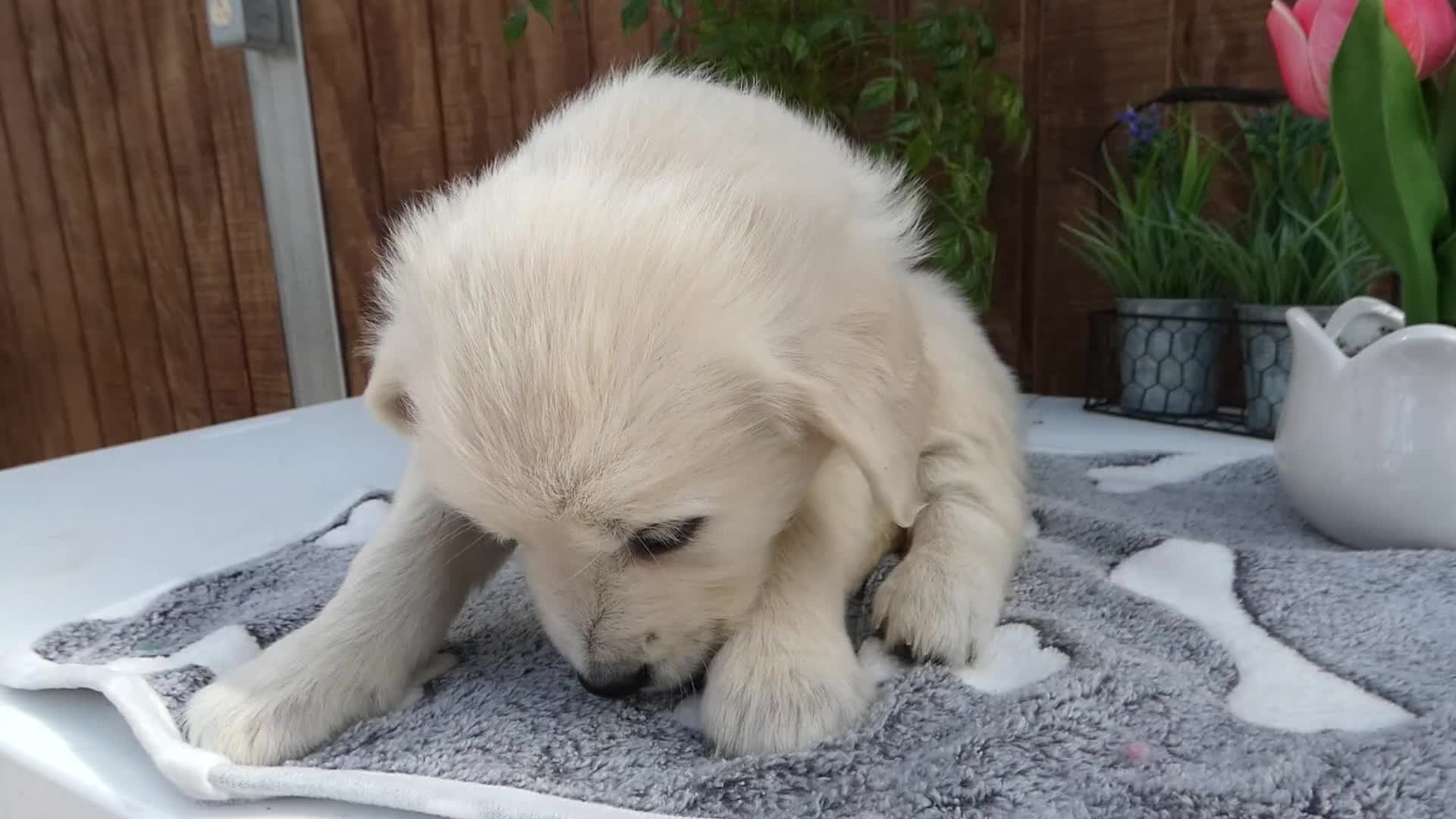 Golden Retriever dogs for sale: Golden Retriever 3 Dillion - Video 1