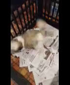 Shih Tzu dogs for sale: Mickey - Video 2