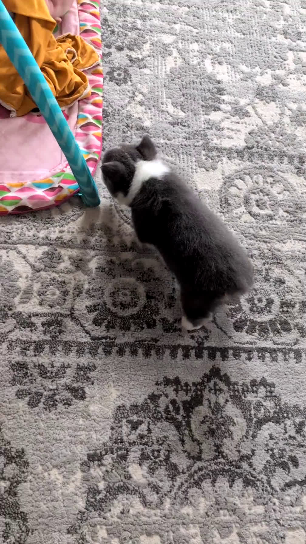 Welsh Corgi Pembroke dogs for sale: Felicity  - Video 3