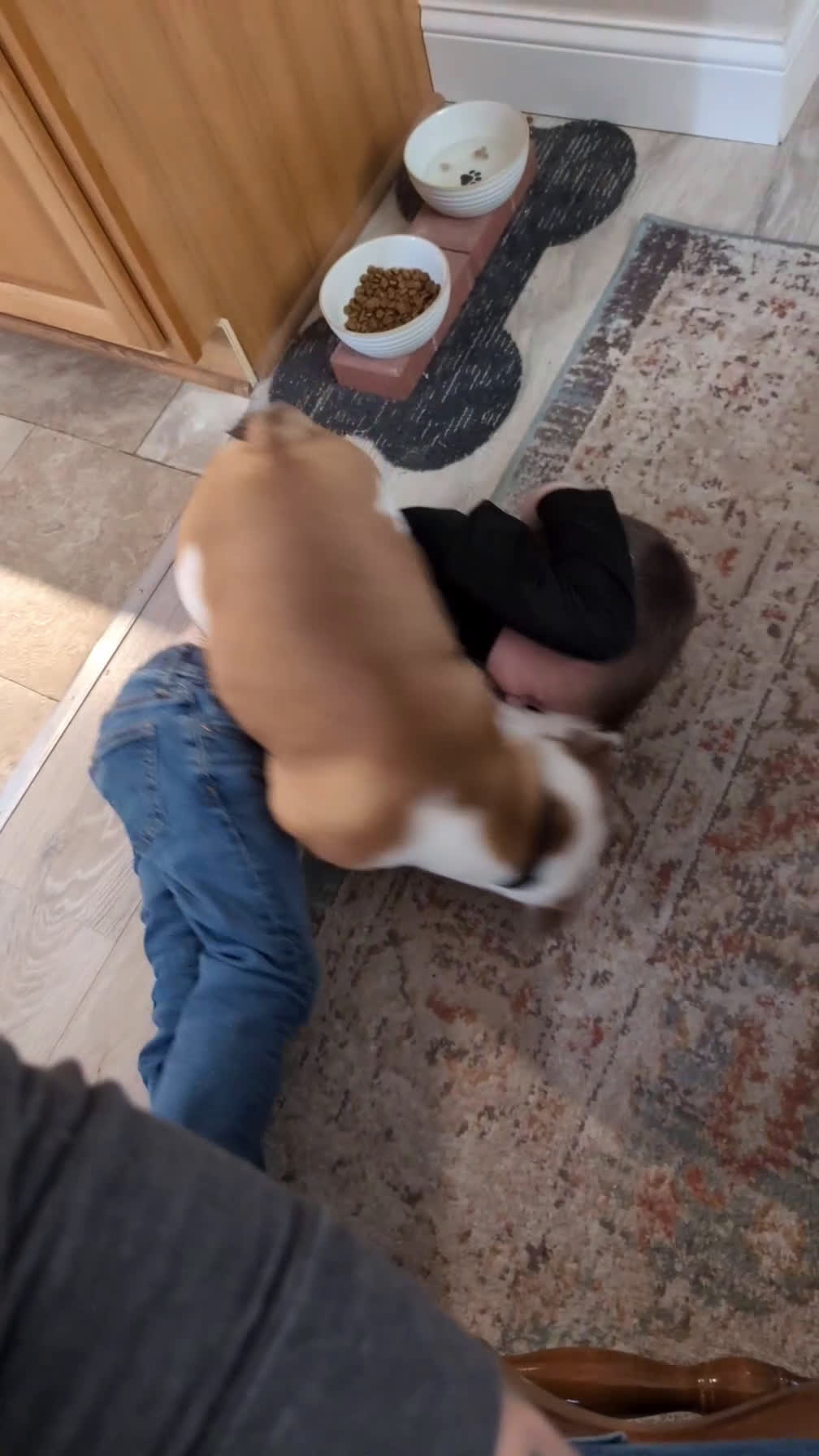 English Bulldog dogs for sale: English Bulldog Puppy 1 - Video 1