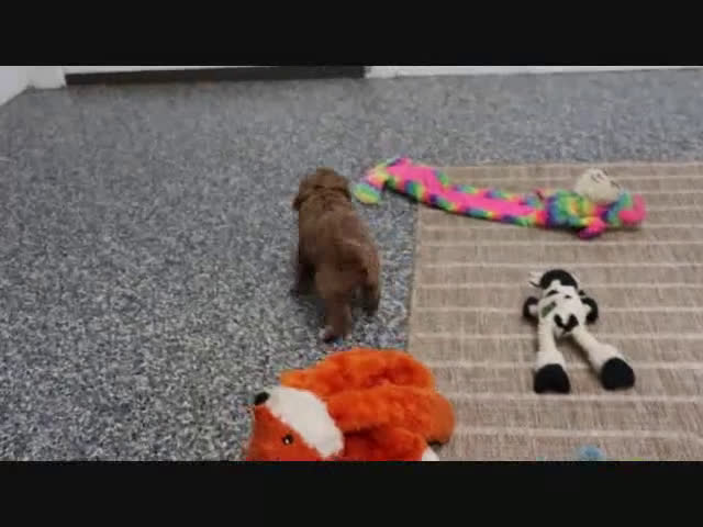 Mini Goldendoodle dogs for sale: Bella - Video 5