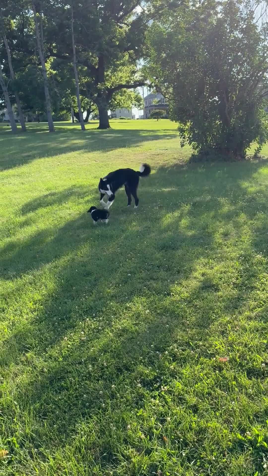 Border Collie dogs for stud: Pure Bred Border Collie  - Video 1
