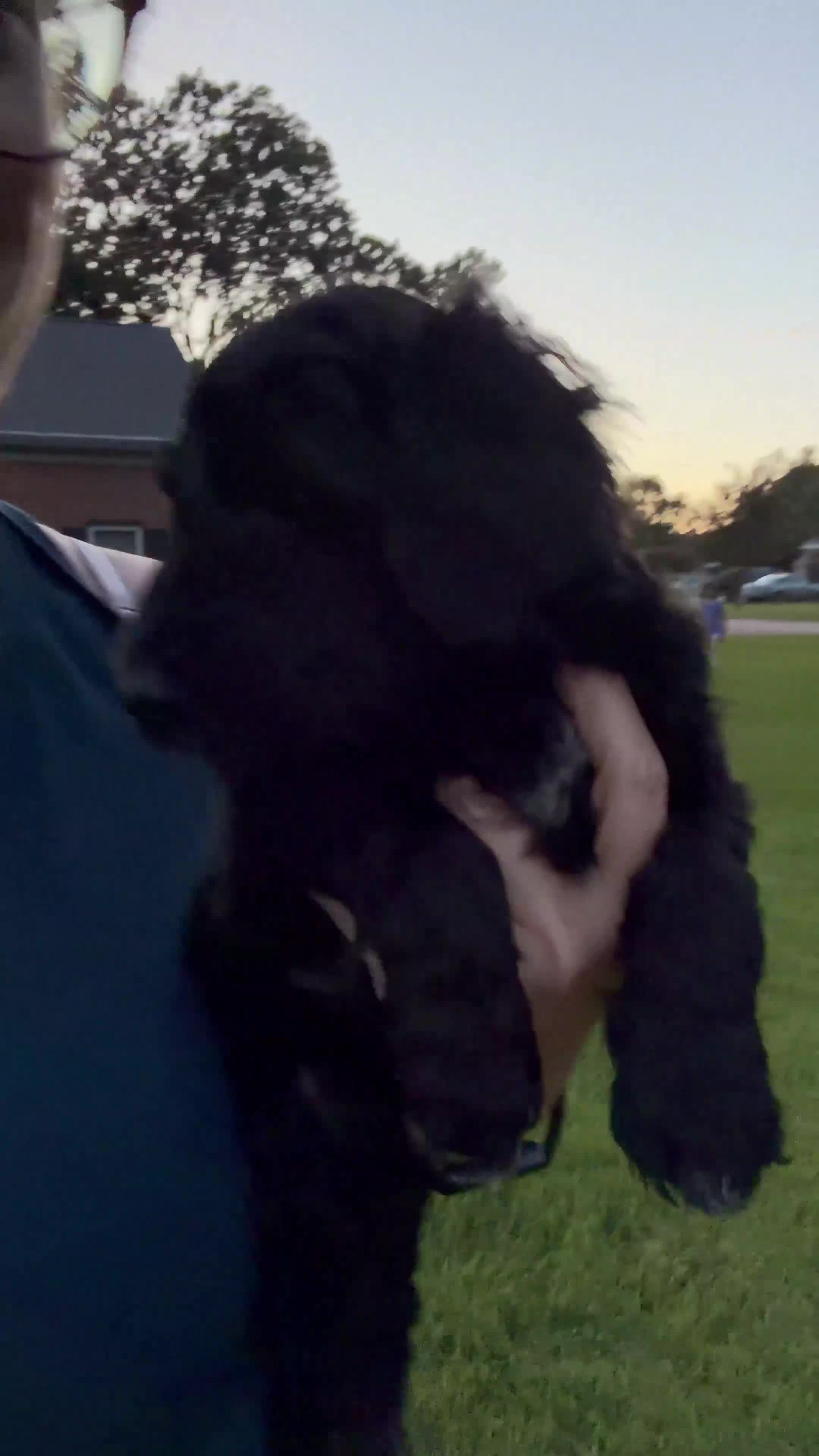 Double Doodle dogs for sale: Amy - Video 4