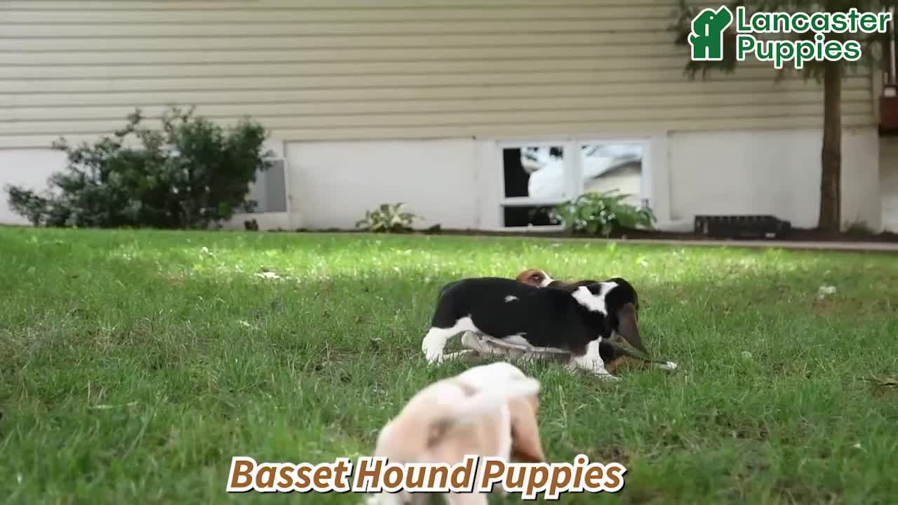 Basset Hound dogs for sale: Casey - Video 1