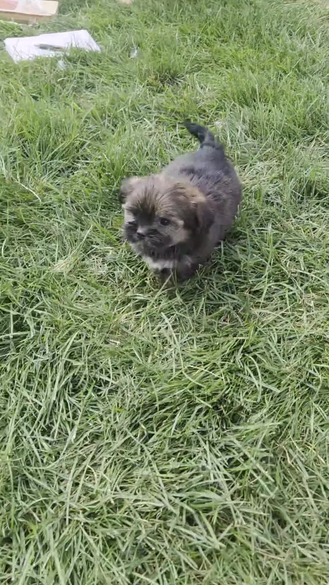 Shorkie dogs for sale: Tracy - Video 1