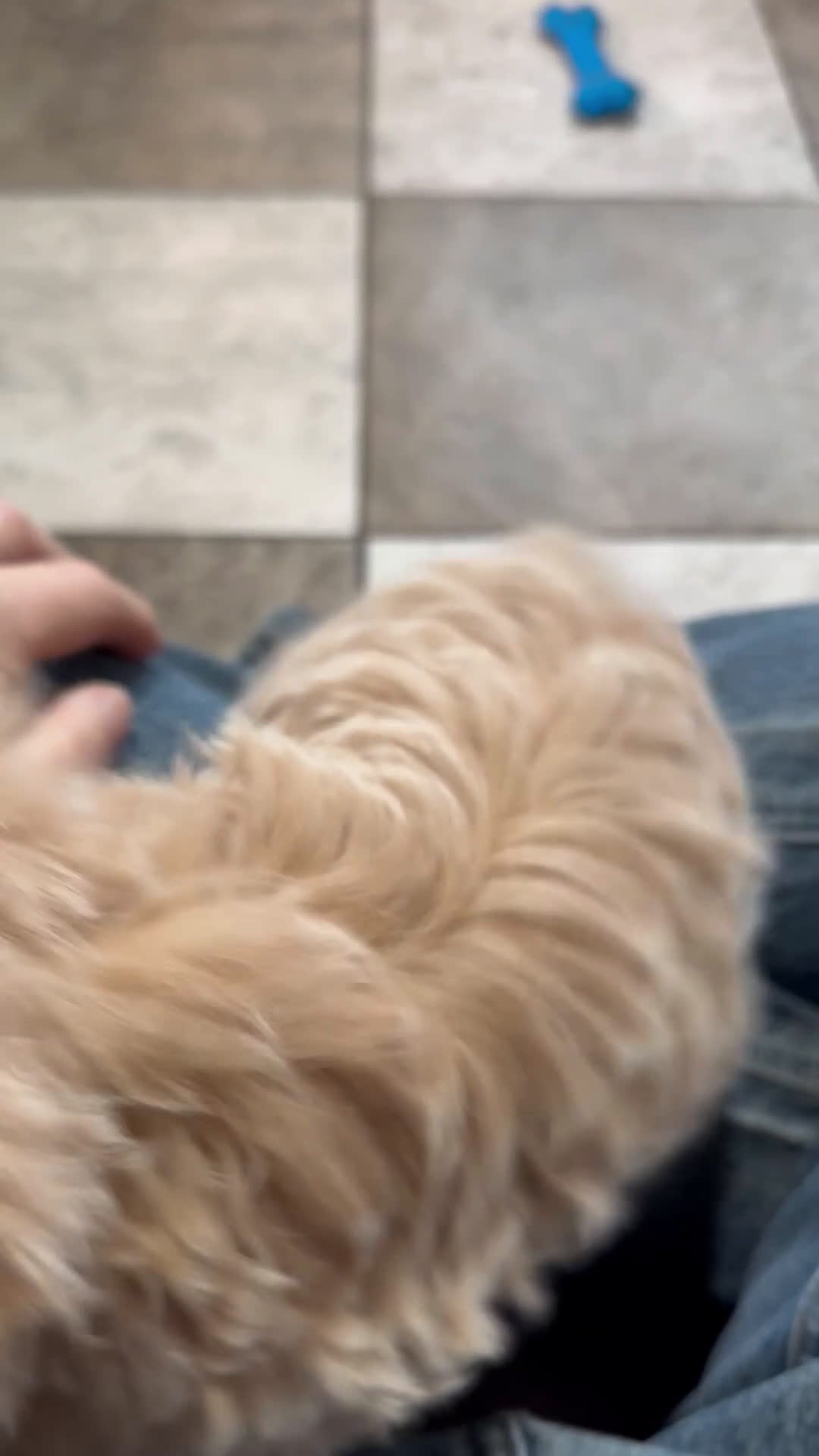 Maltipoo dogs for sale: Myles - Video 1