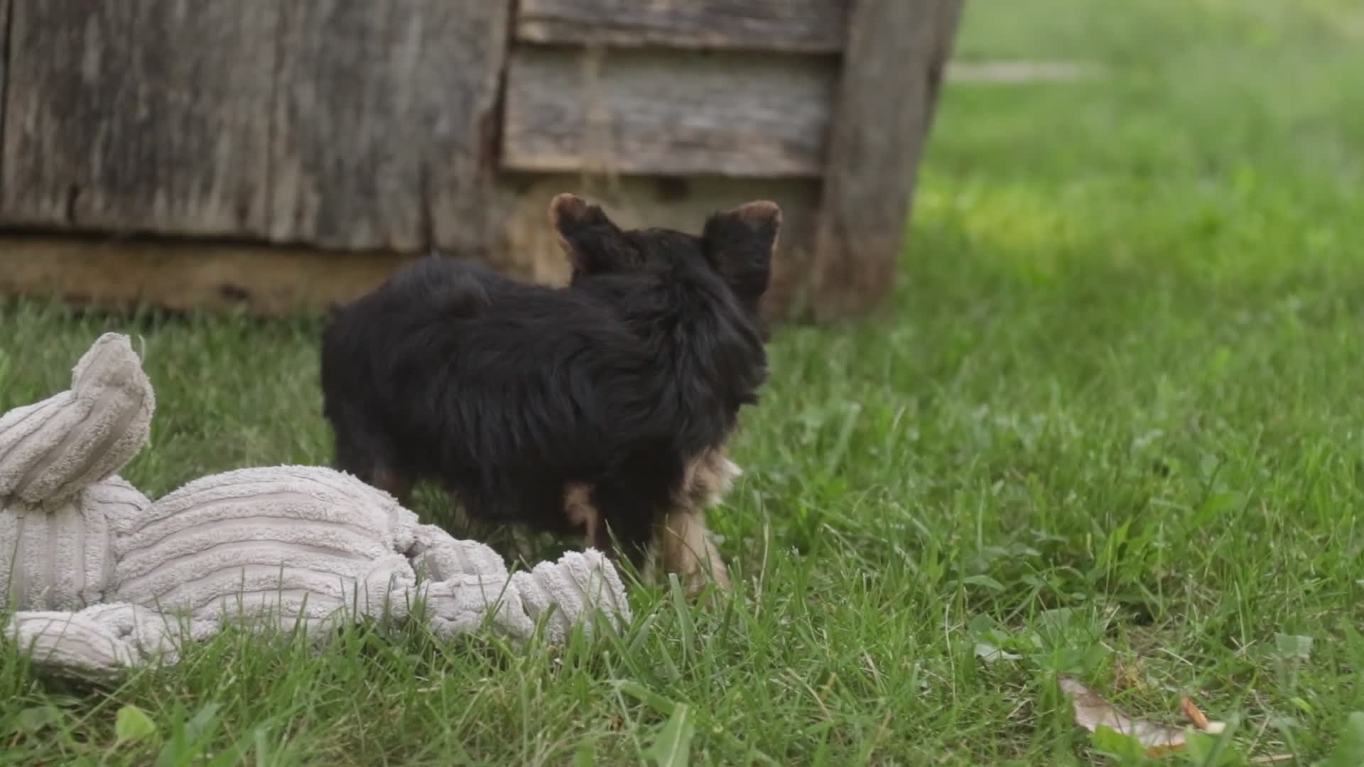 Yorkshire Terrier dogs for sale: Stephan Yorkshire Terrier  - Video 1