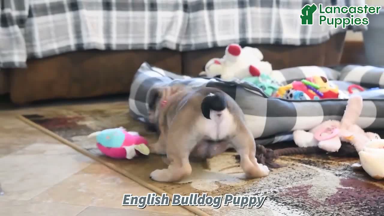 English Bulldog dogs for sale: Maisie - Video 1