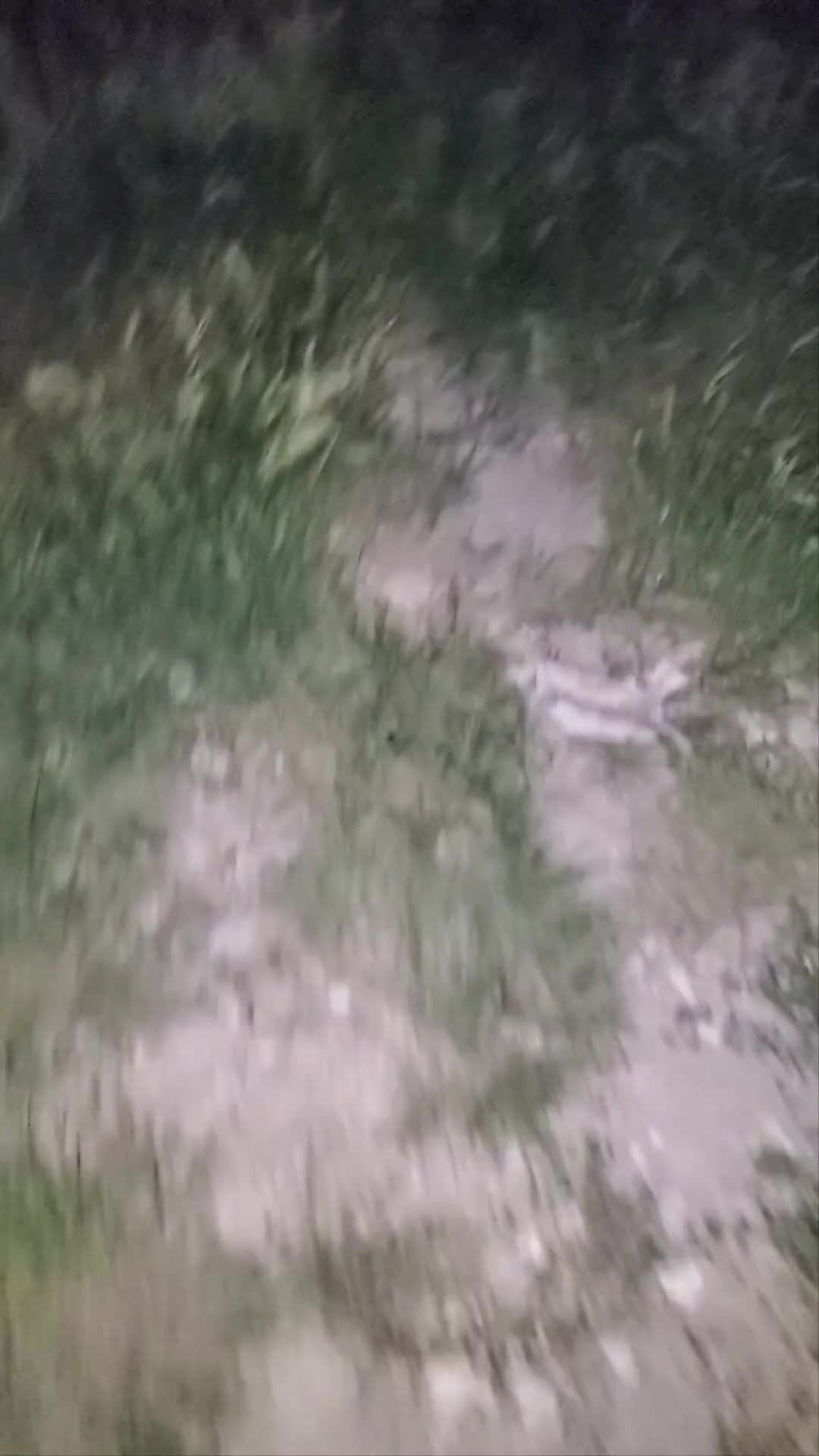Mixed Breed dogs for sale: Mamas Boy - Video 1