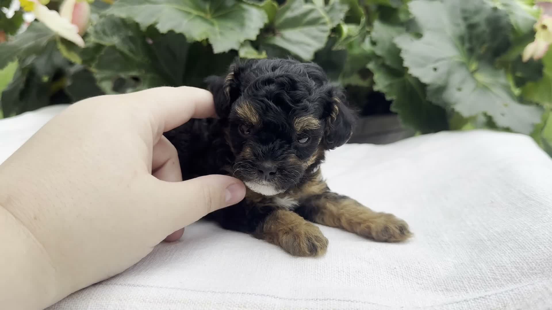 Miniature Poodle dogs for sale: Felicity - Video 1
