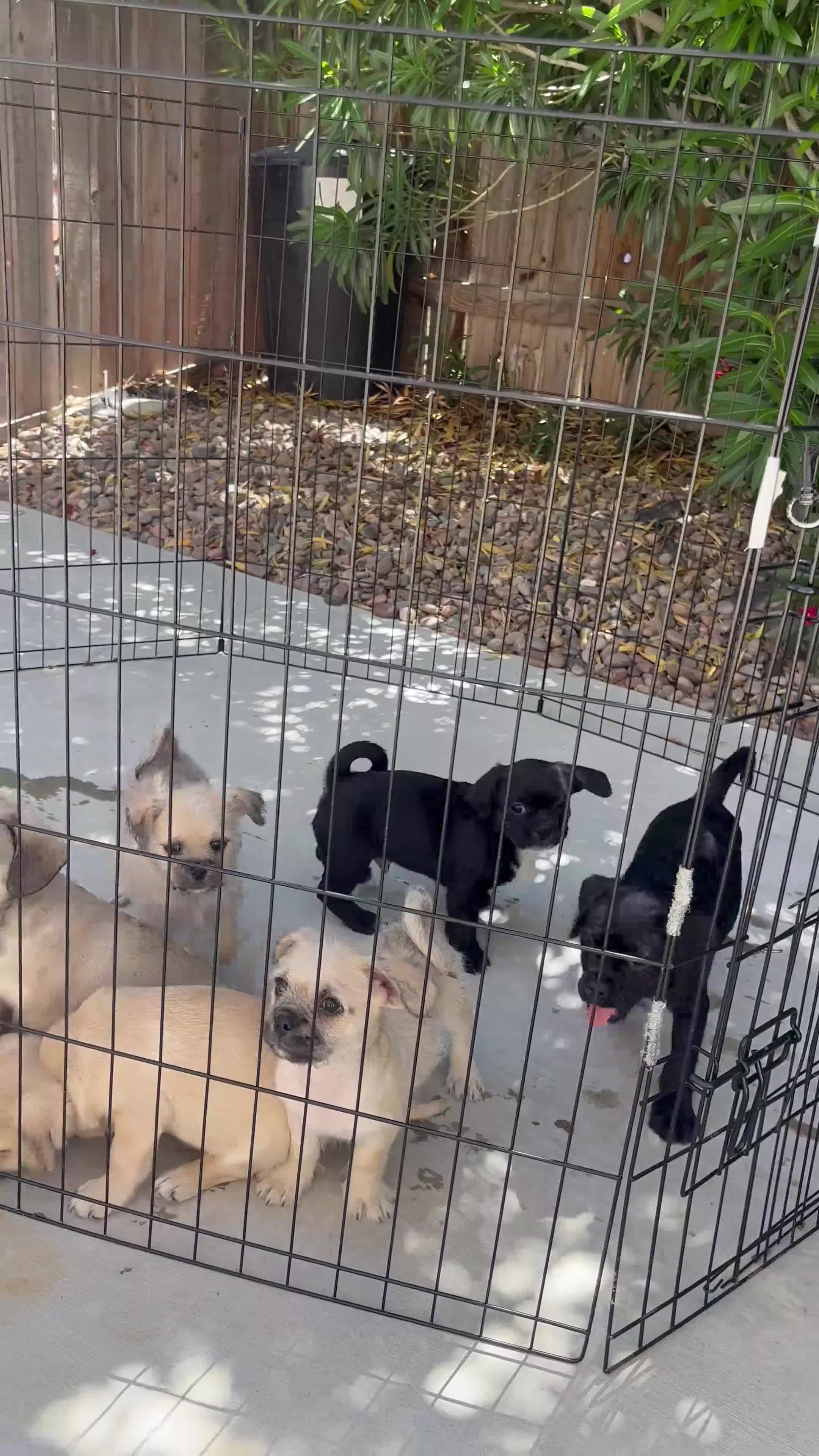 Mixed Breed dogs for sale: Winnie 💛 - Video 1