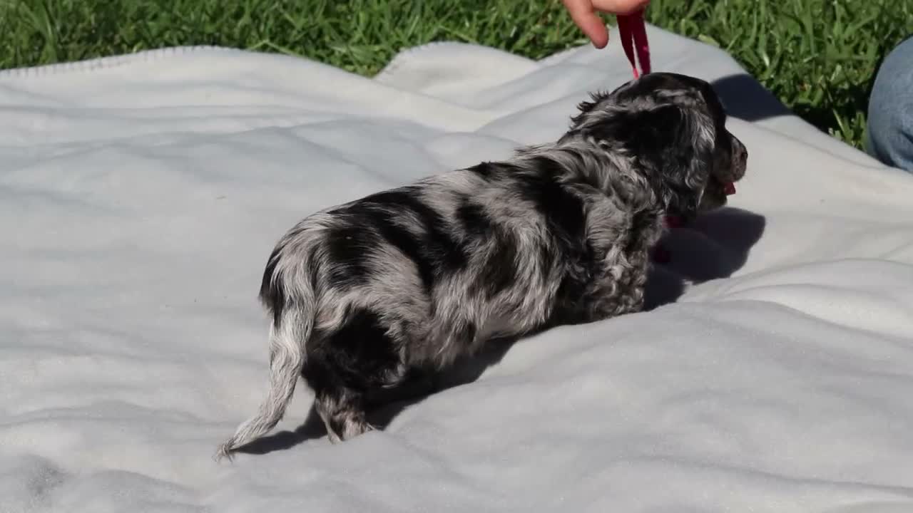 Dachshund dogs for sale: Brielle (AKC) - Video 1