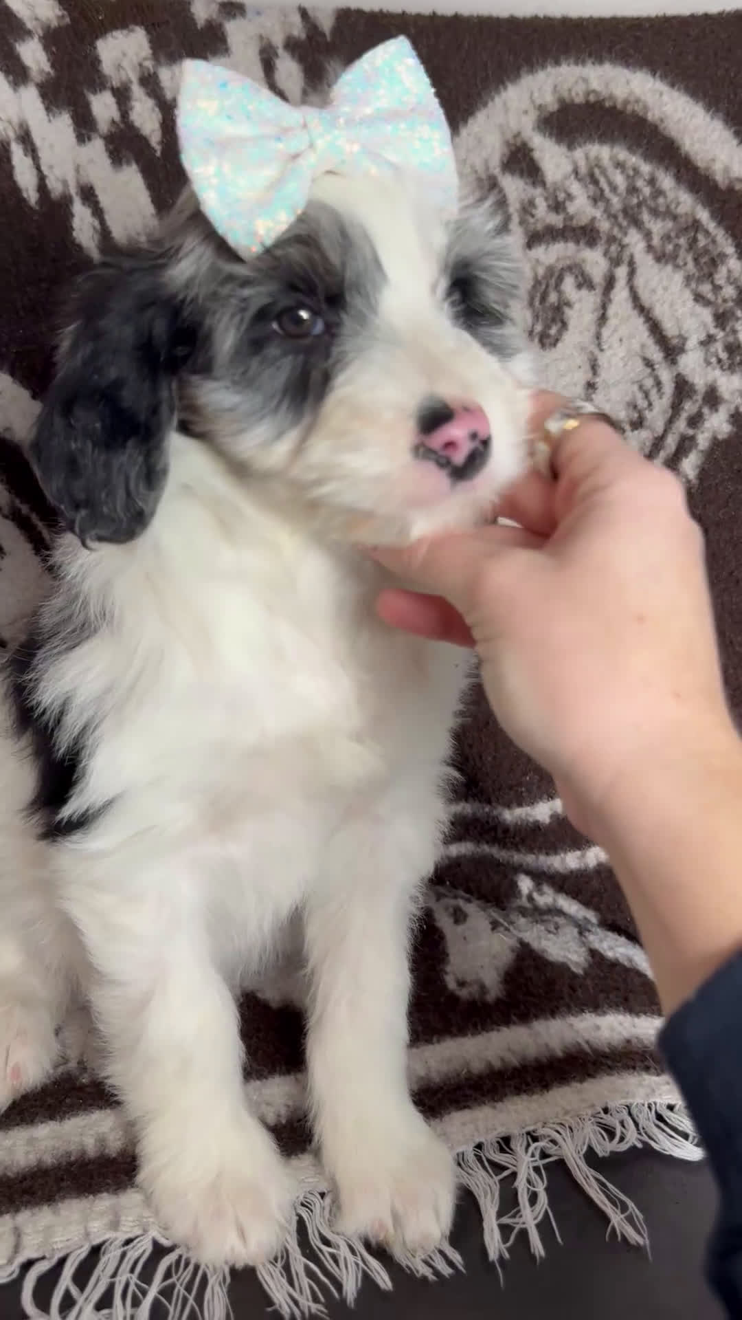 Aussiedoodle dogs for sale: Crown - Standard F1 - Video 1
