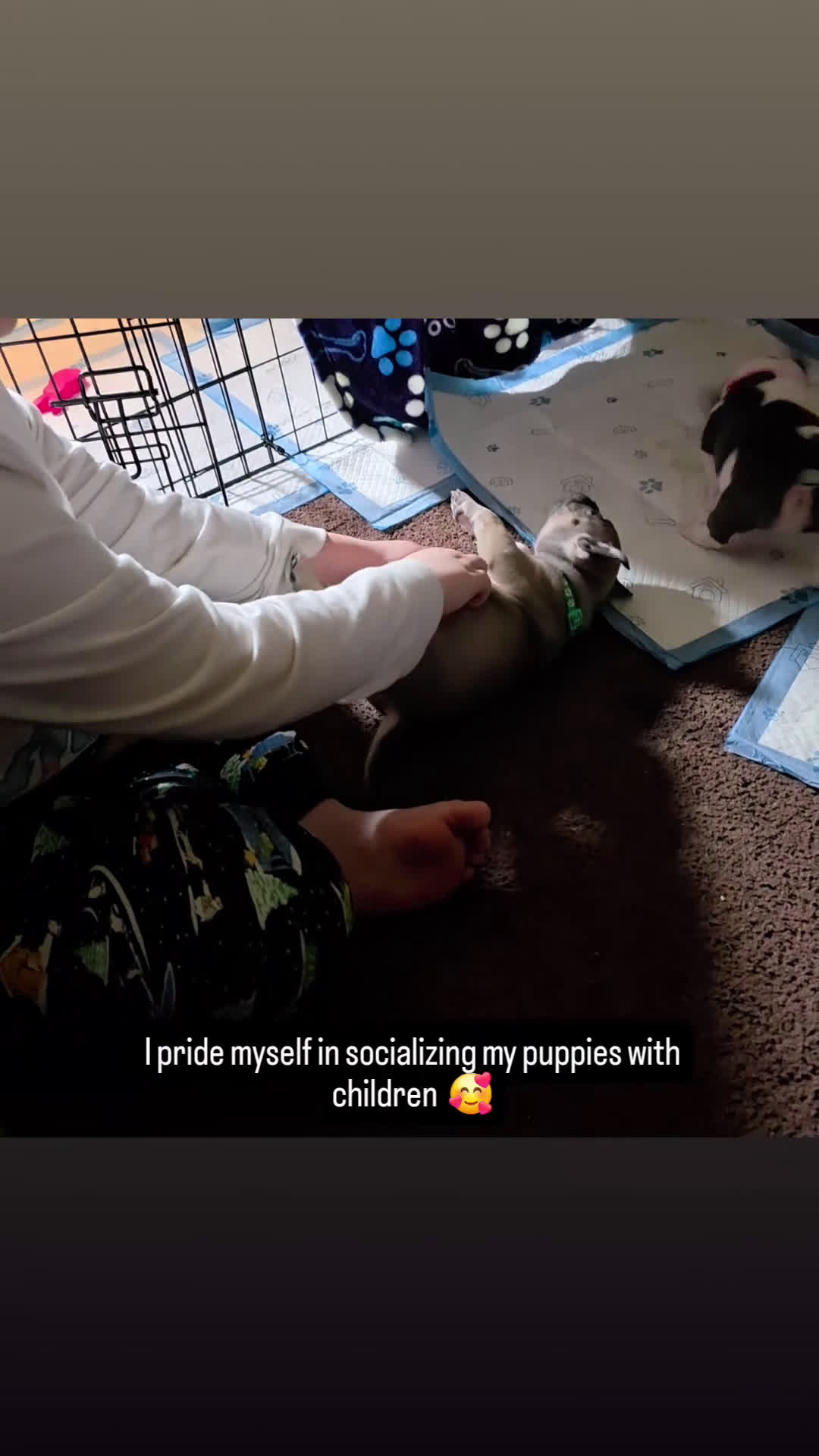 American Bully dogs for sale: Yogi the bear - Video 1