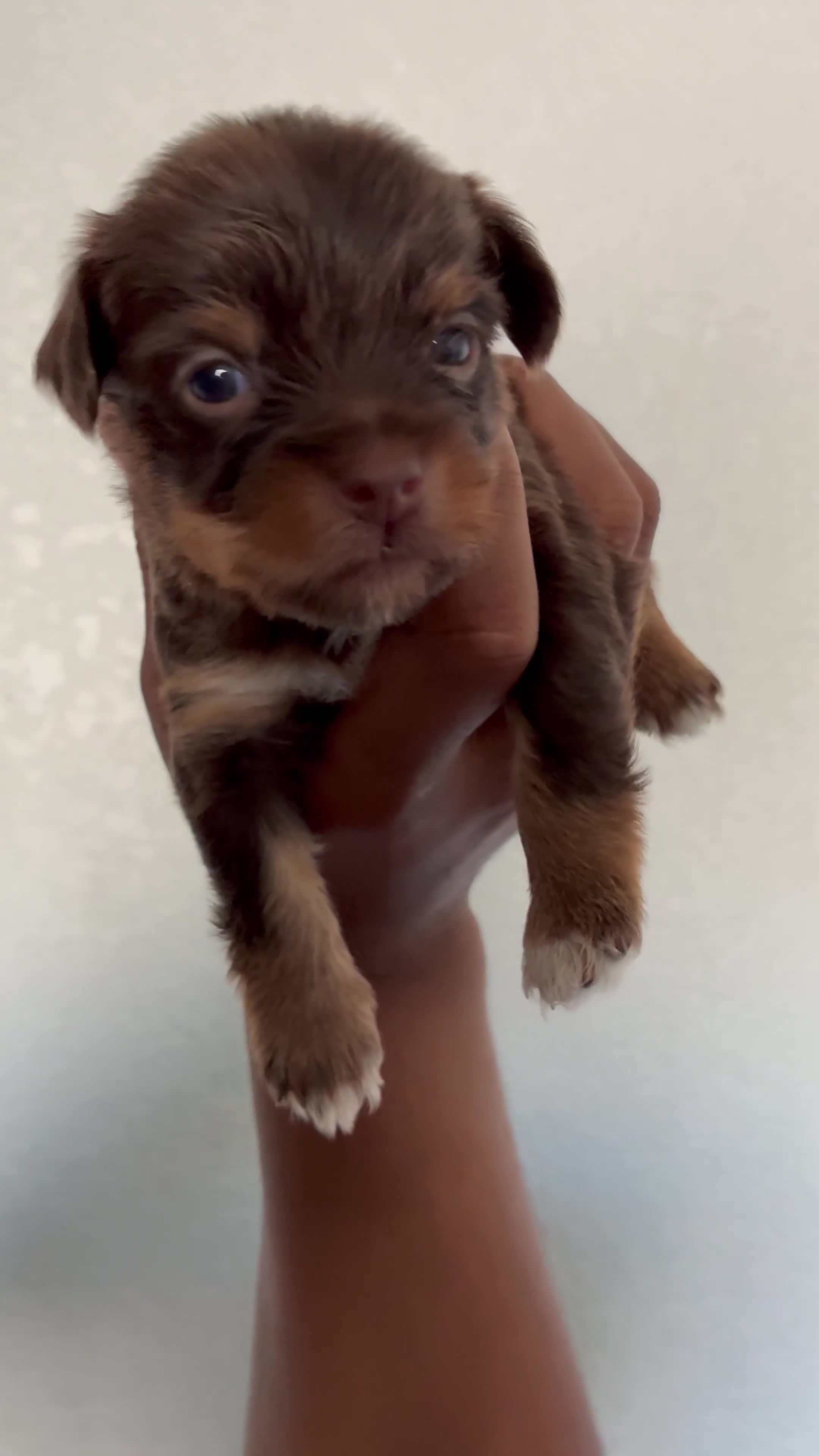 Yorkiepoo dogs for sale: Yorkiepoo 4 - Video 2