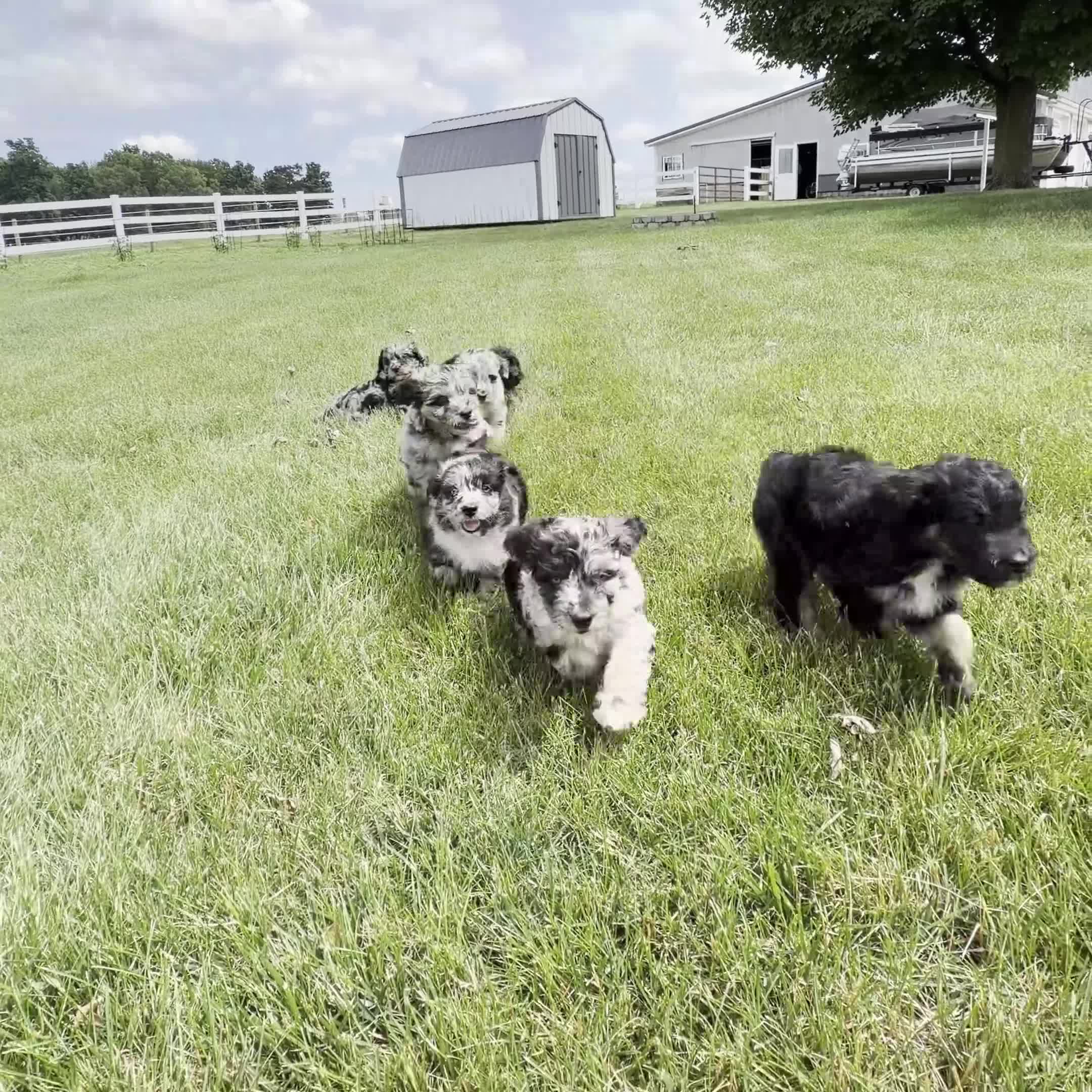 Aussiedoodle dogs for sale: Chase - Video 1