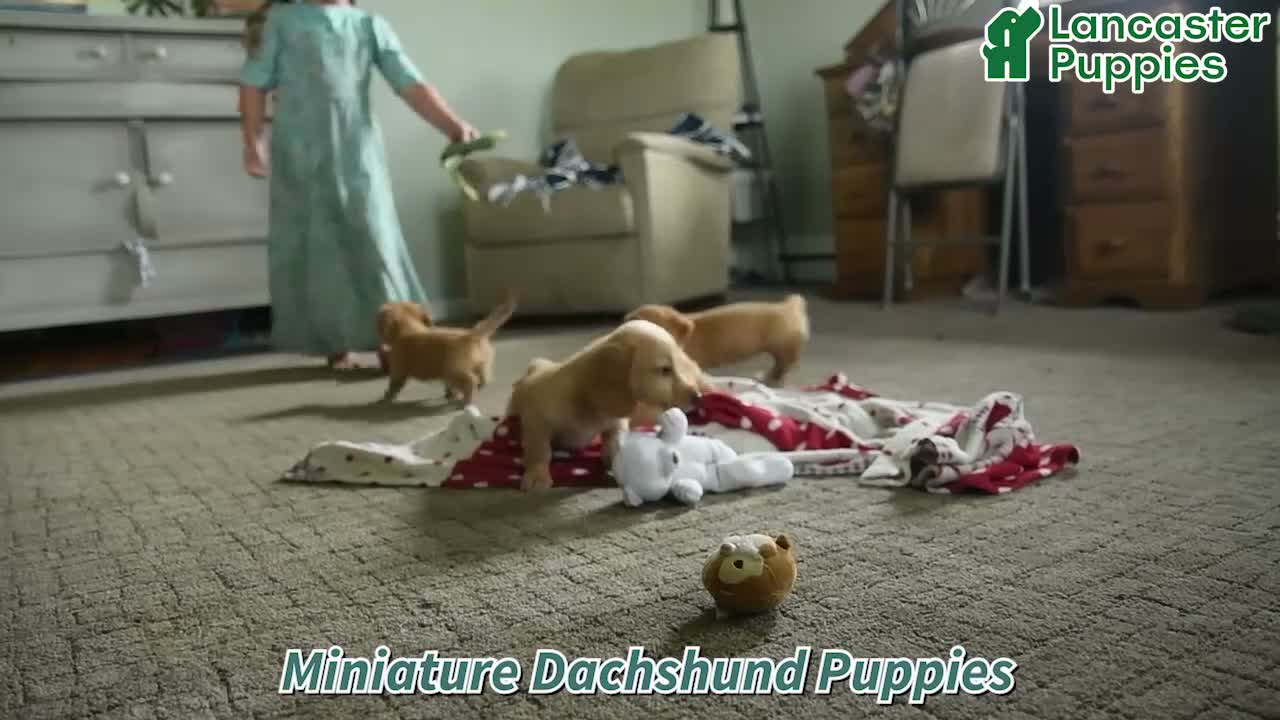 Miniature Dachshund dogs for sale: Cinnamon - Video 1
