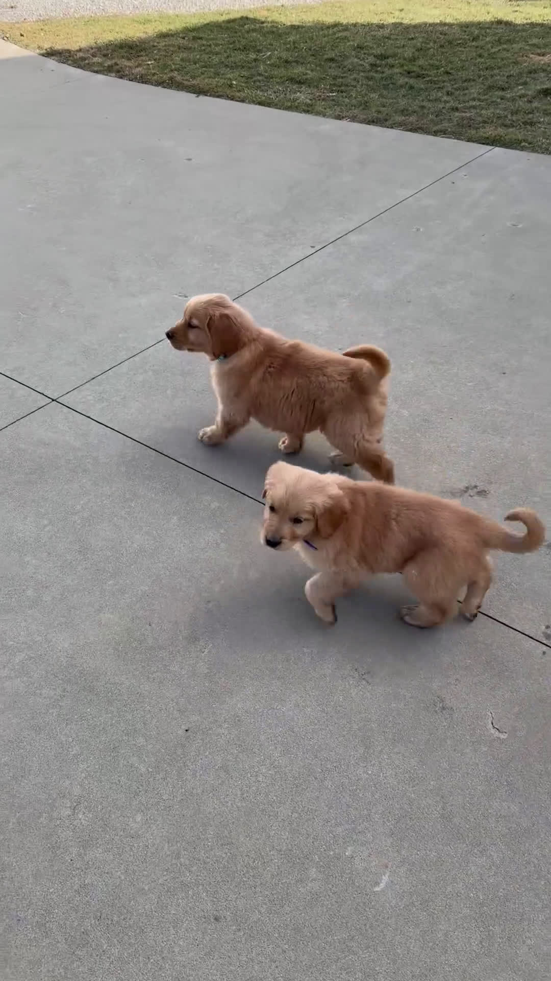 Golden Retriever dogs for sale: Annie - Video 1