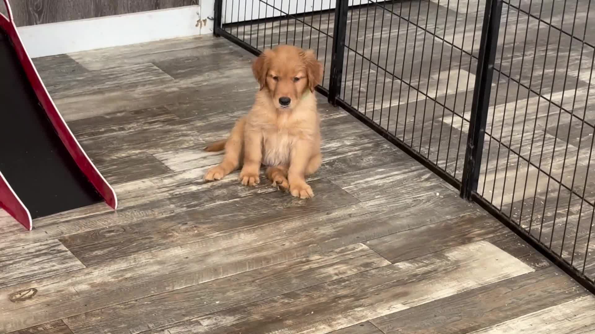 Golden Retriever dogs for sale: Katie - Video 1