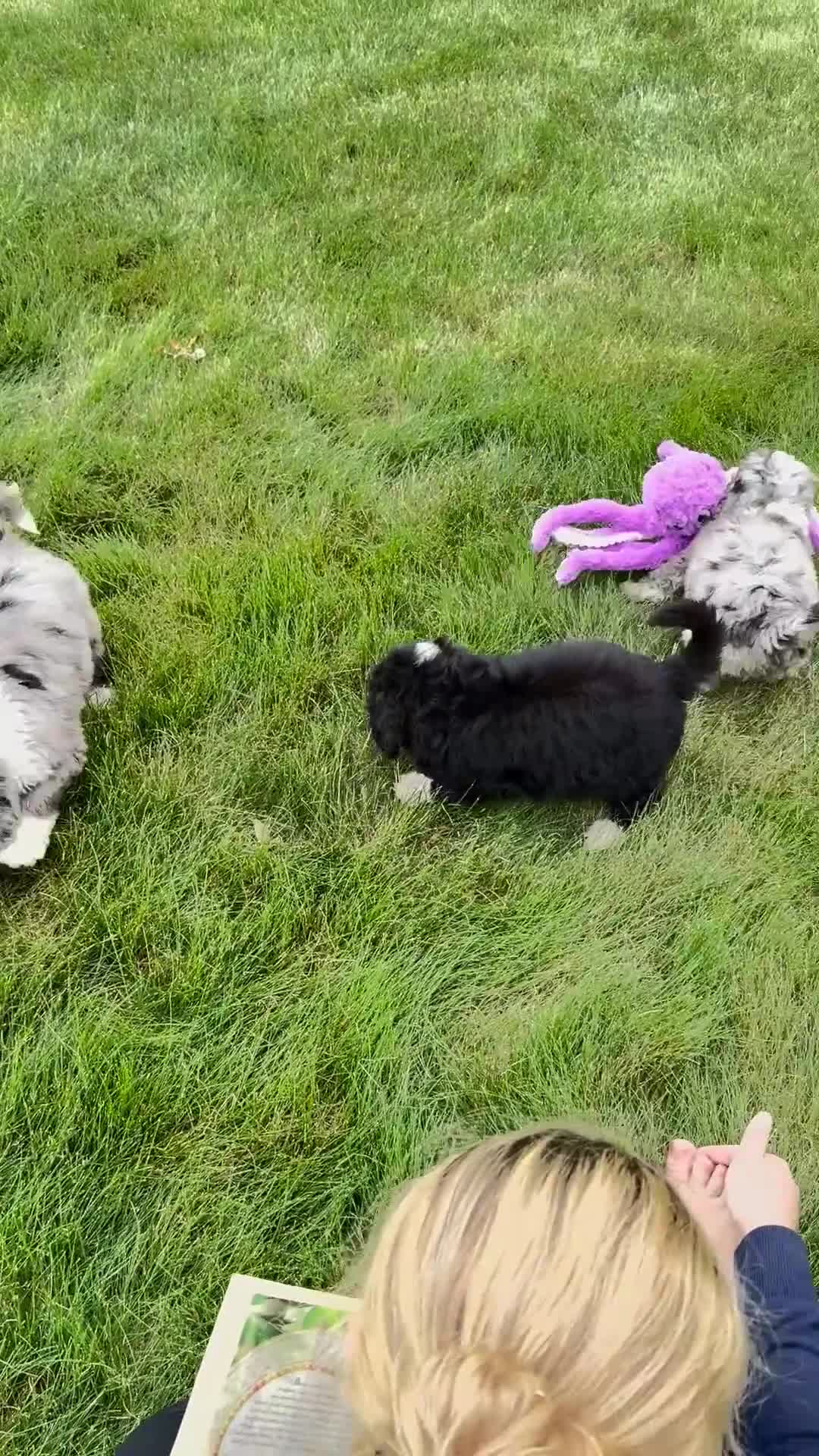 Double Doodle dogs for sale: Henry - Video 1