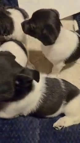 Chihuahua dogs for sale: Chihuahua Puppy 2 - Video 1