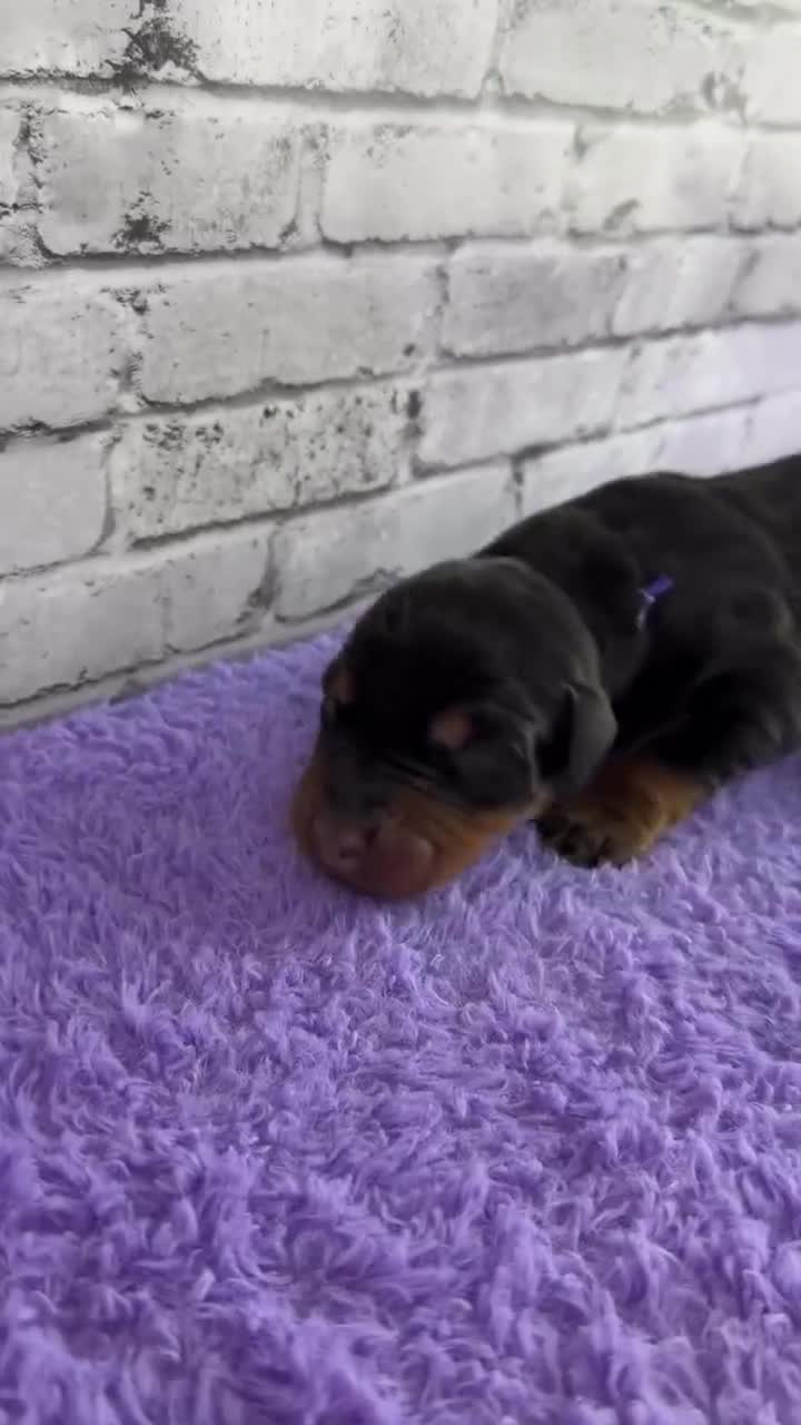 Doberman Pinscher dogs for sale: Phantom's Silent Assassin "Jackie Young" European - Video 1