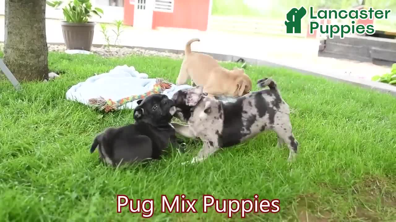 Mixed Breed dogs for sale: Harmony - Video 1