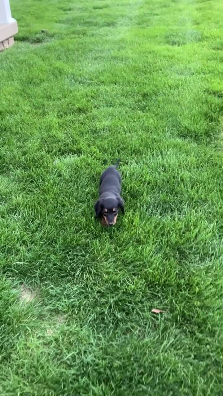 Miniature Dachshund dogs for sale: Miniature Dachshund litter of 6 puppies - Video 2