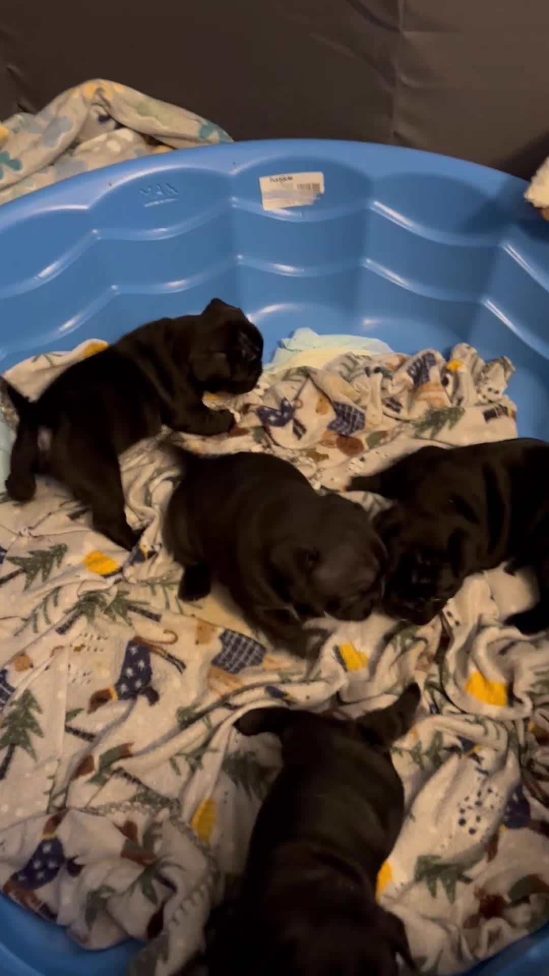 Frug dogs for sale: Frug Puppy 3 - Video 1