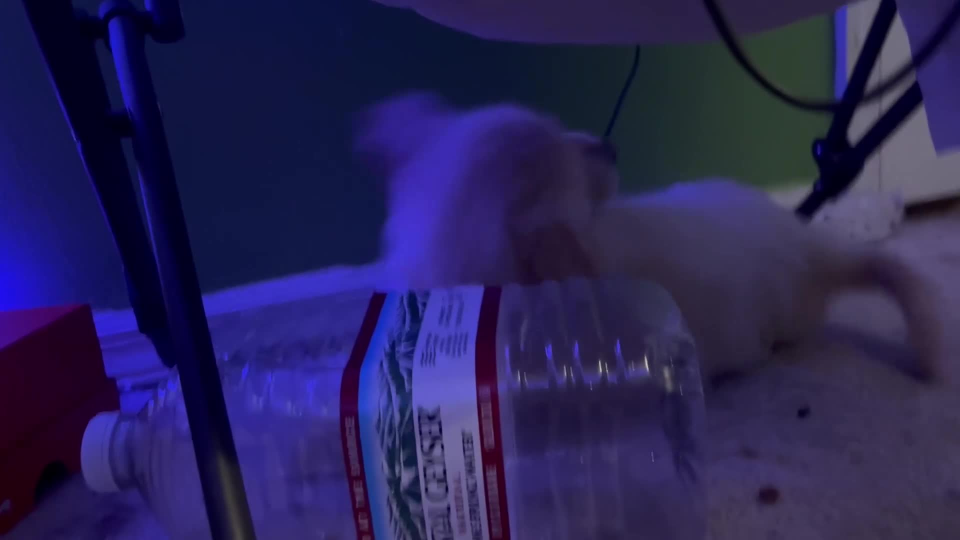 Golden Retriever dogs for sale: Nova - Video 4