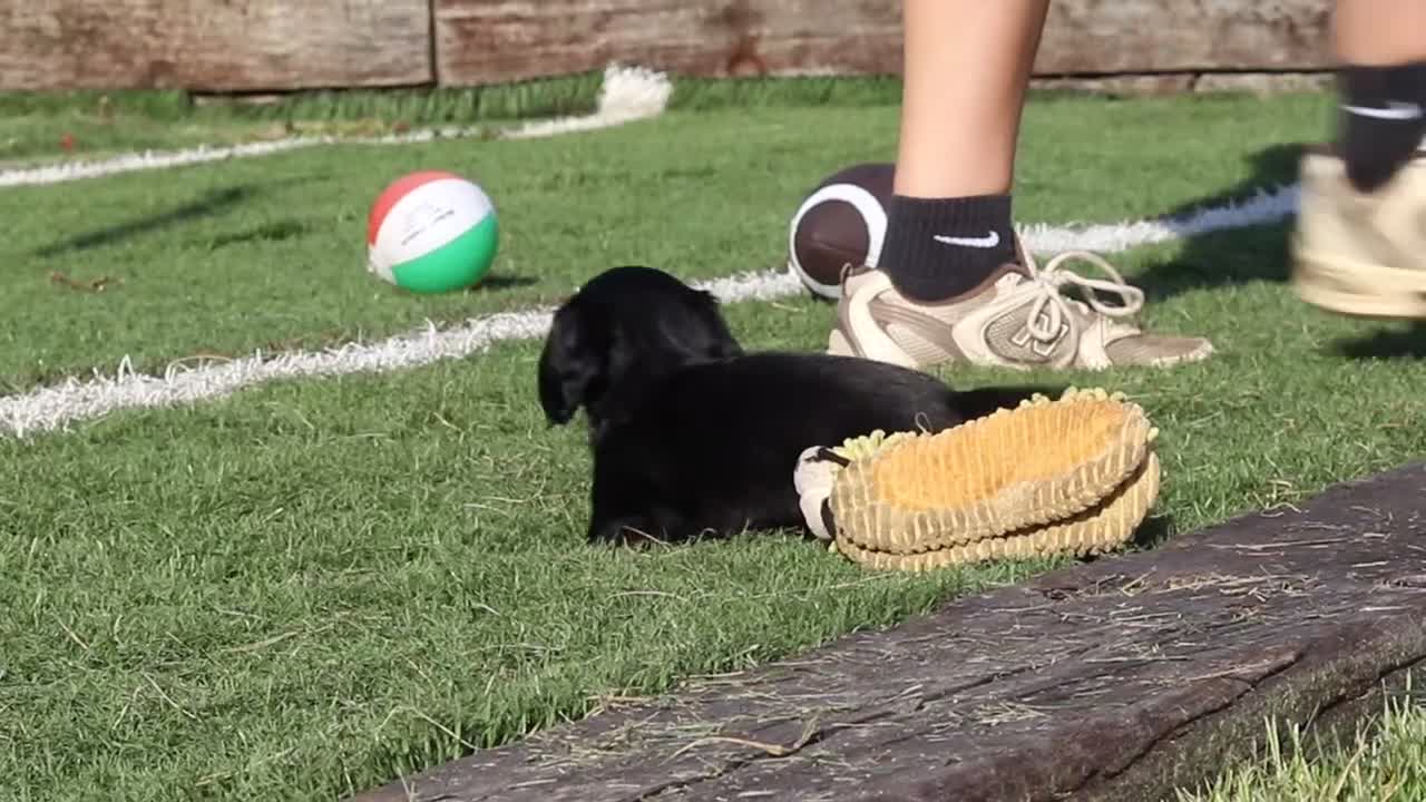 Miniature Dachshund dogs for sale: Leo - Video 2
