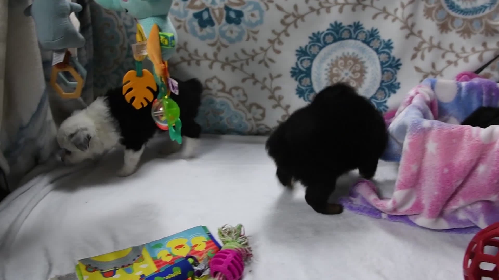 Toy Australian Shepherd dogs for sale: Banjo - Video 1