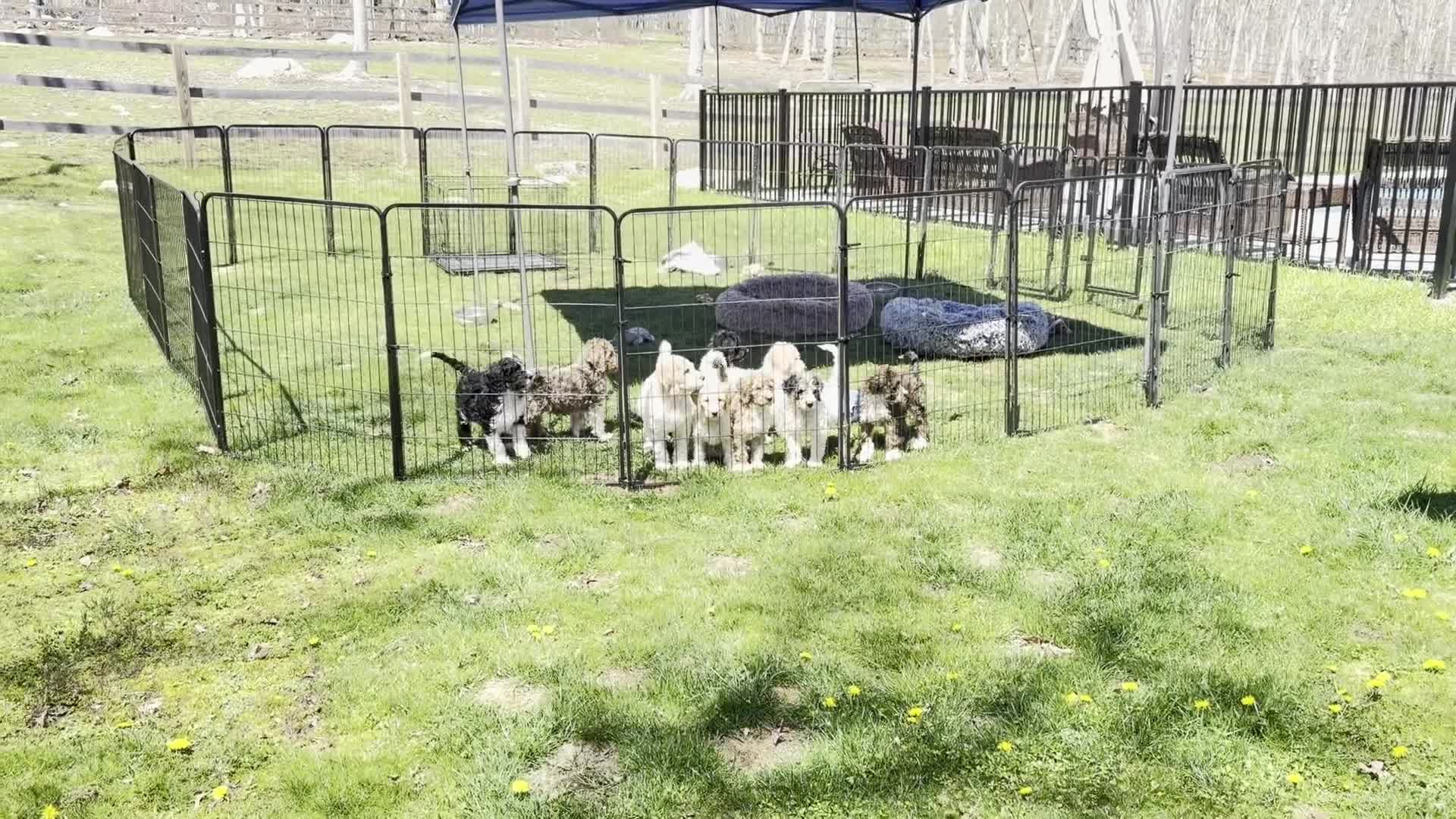 Bernedoodle dogs for sale: DINKY - Video 1