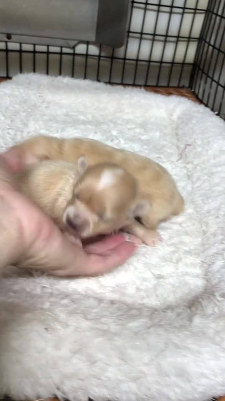 Maltipoo dogs for sale: Teacup Duchess  - Video 1