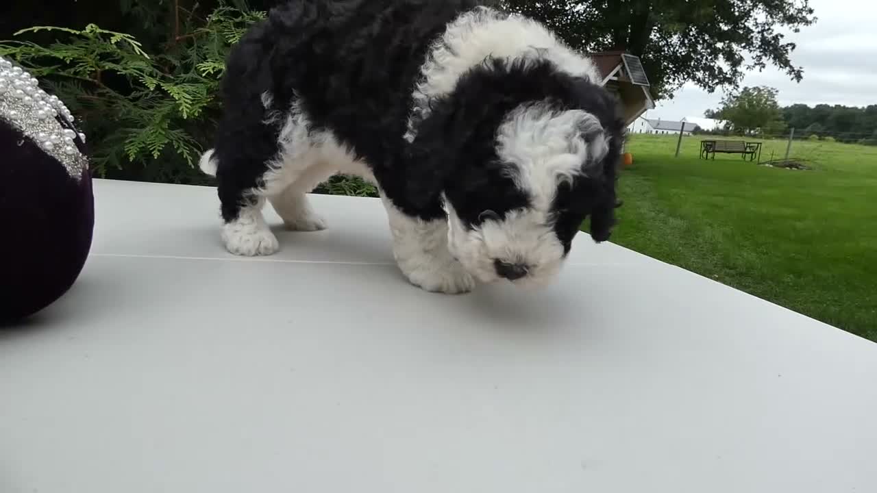 Mini Bernedoodle dogs for sale: Mini Bernedoodle 2 Maggie - Video 1