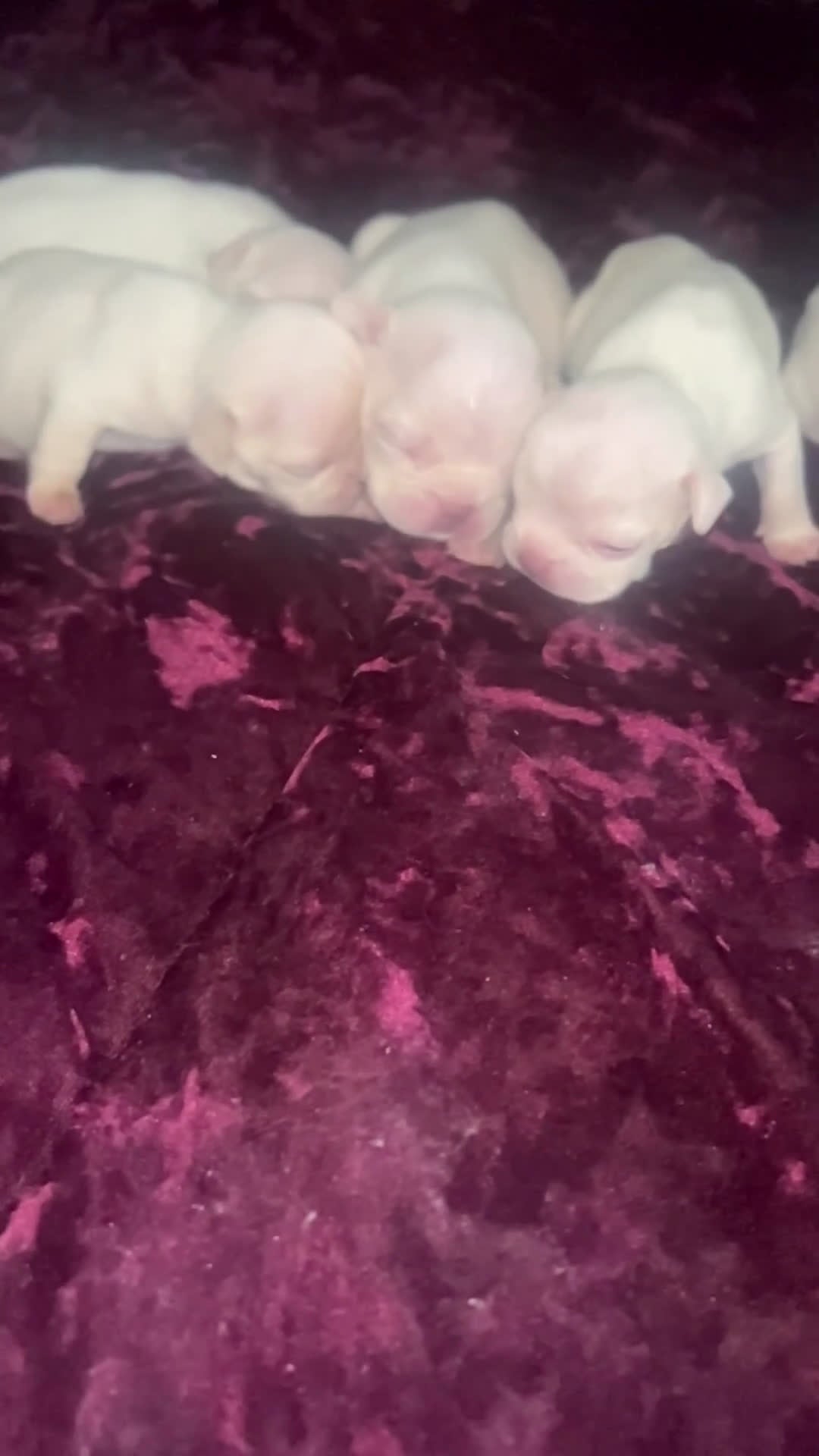 French Bulldog dogs for sale: French Bulldog Puppy 2 - Video 1