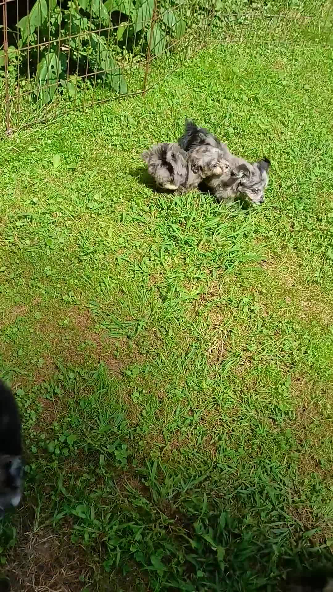 Mini Aussiedoodle dogs for sale: Bluey Toy/Small Mini  - Video 2