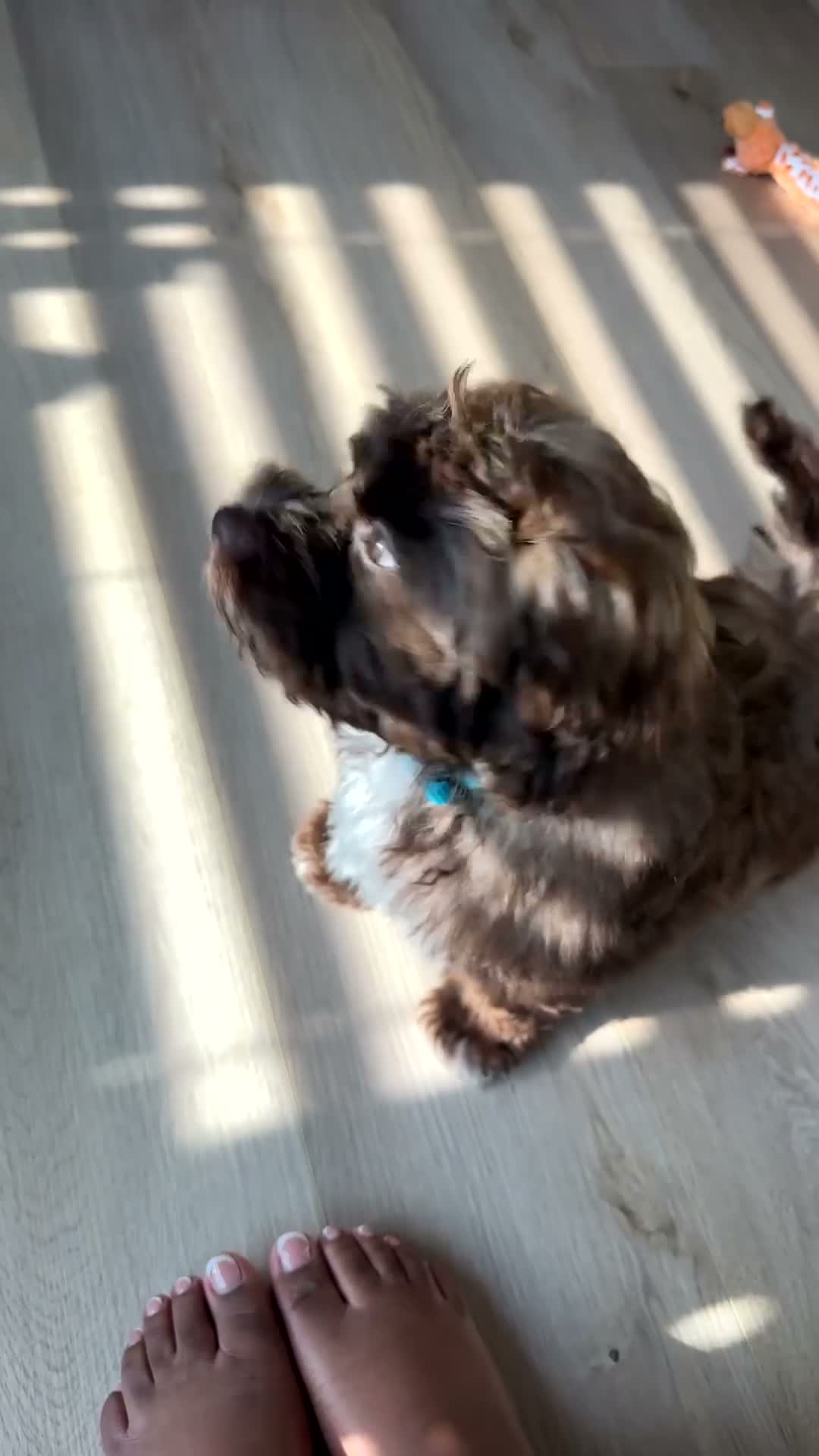 Shihpoo dogs for sale: Shihpoo 1 - Video 1
