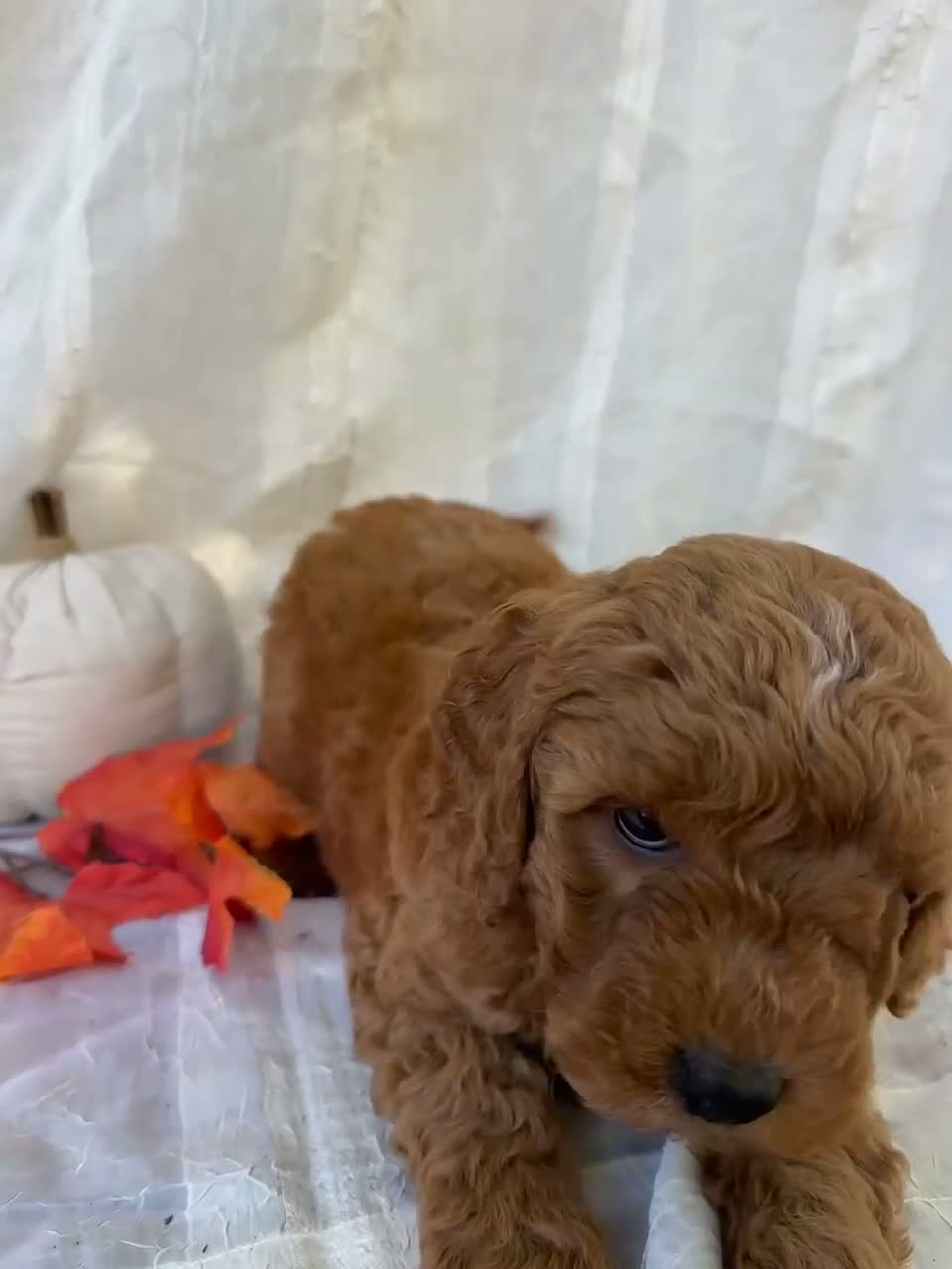 Mini Goldendoodle dogs for sale: Mini Goldendoodle 2 - Video 1