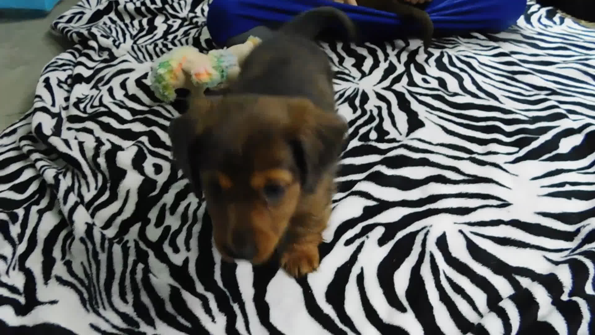 Miniature Dachshund dogs for sale: AKC Jewel - Video 2