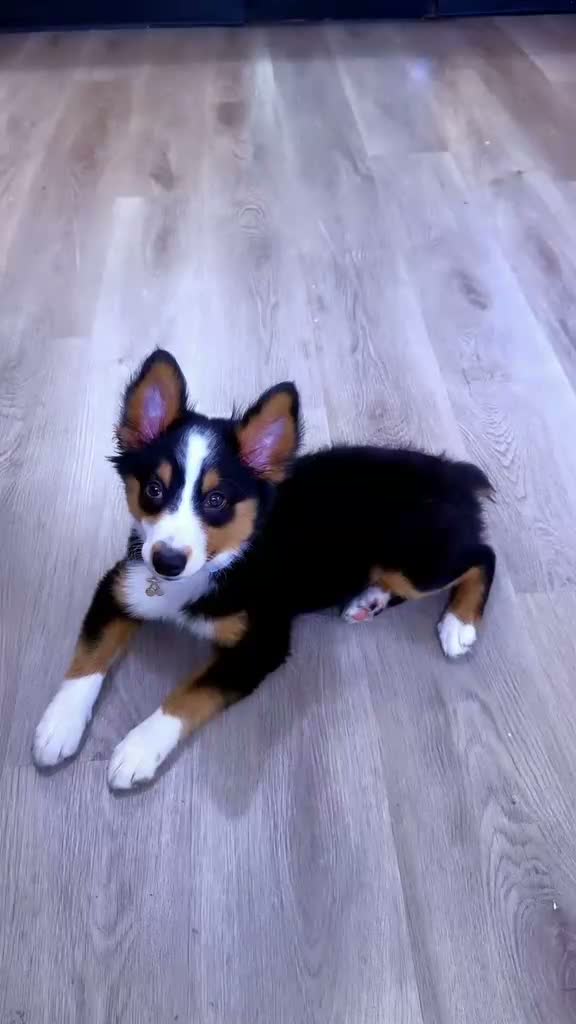Miniature Australian Shepherd dogs for sale: Miniature Australian Shepherd 1 - Video 2