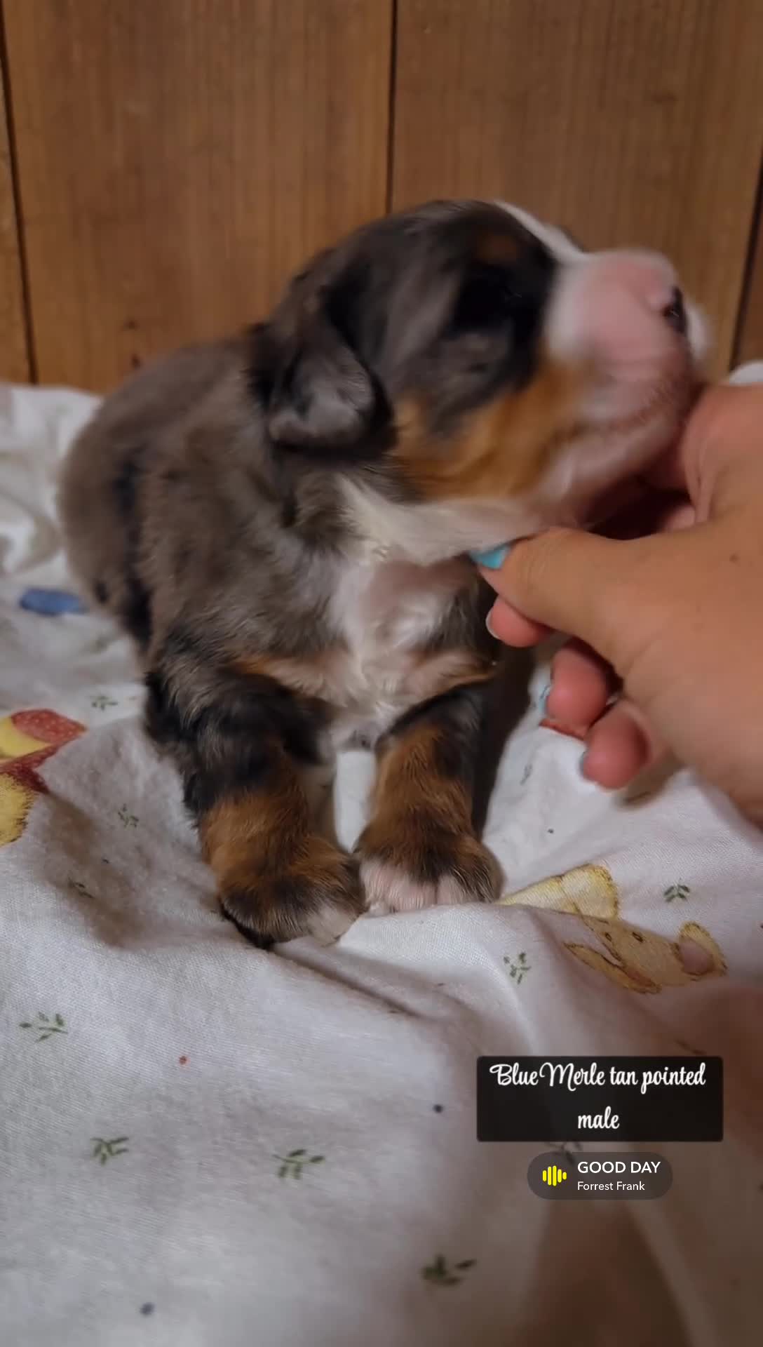 Mini Bernedoodle dogs for sale: Sterling - Blue Merle Mini Bernedoodle  - Video 1