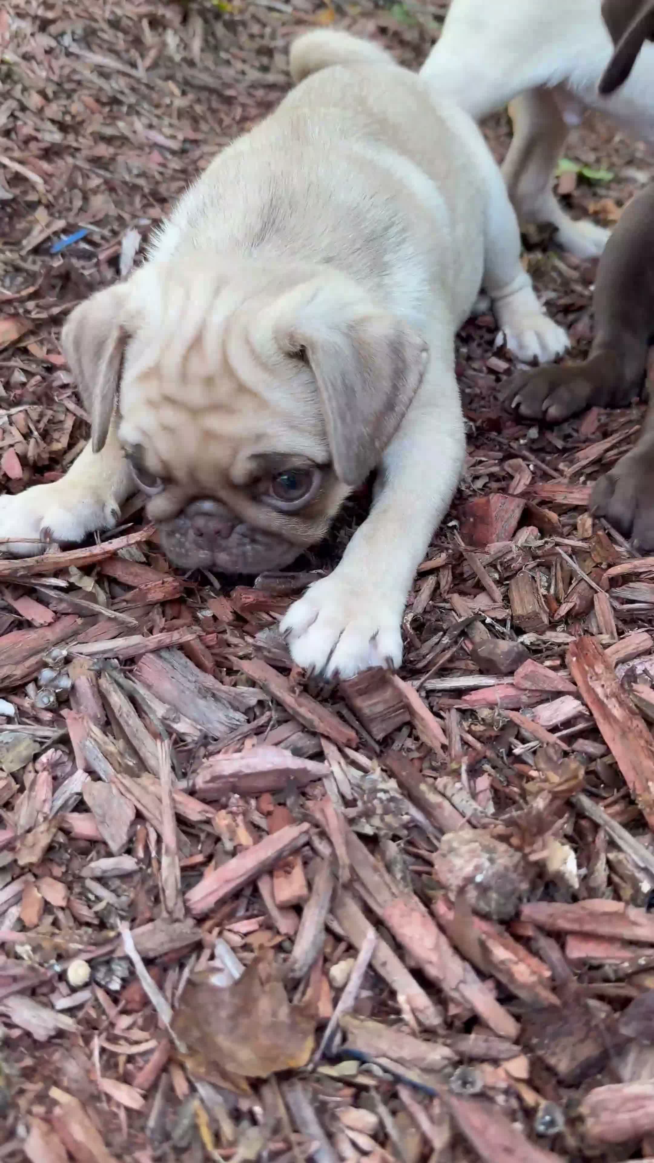 Pug dogs for sale: Buzz - Video 1