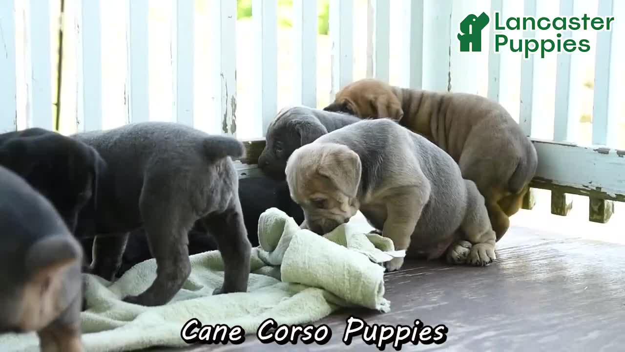 Cane Corso dogs for sale: Sadie - Video 1