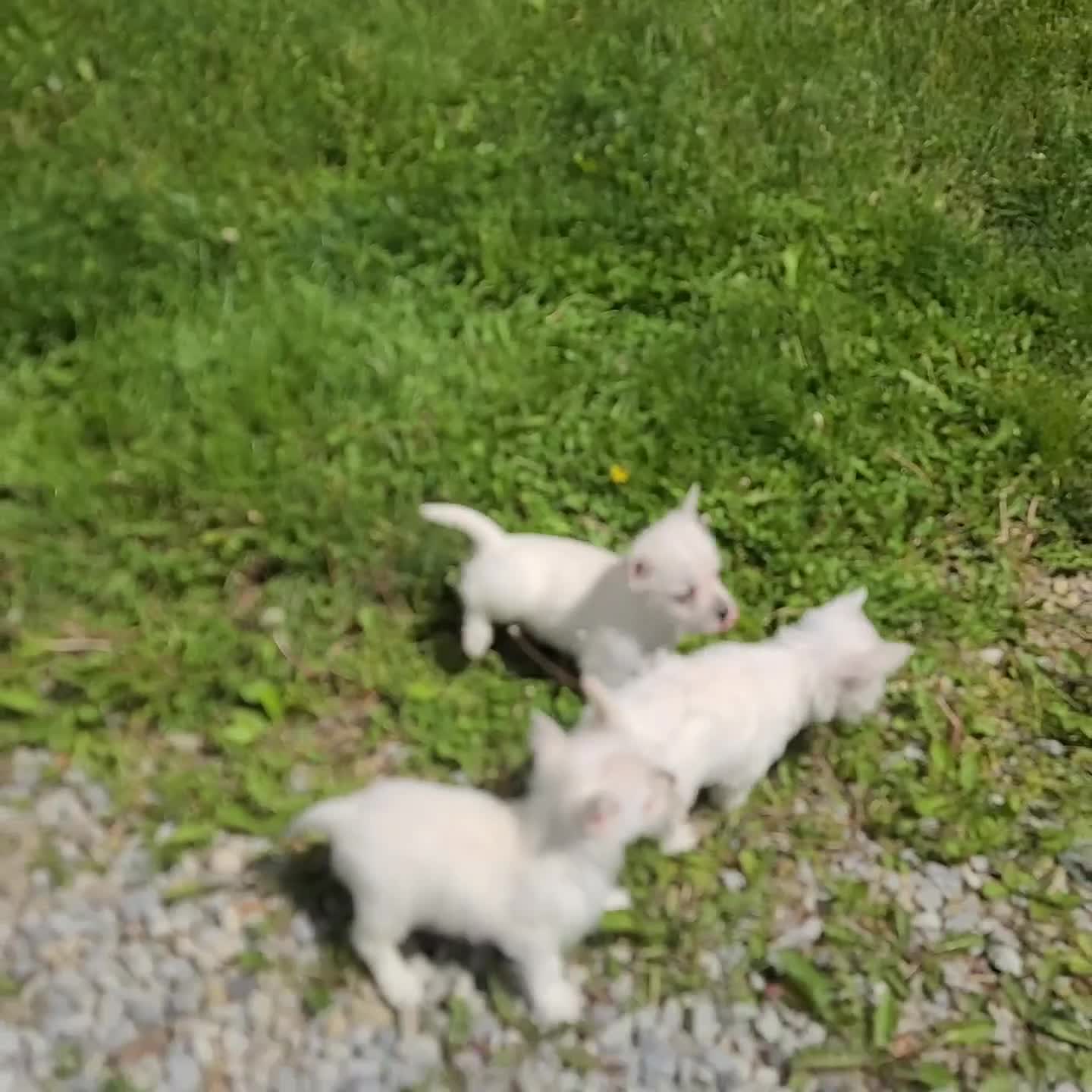 West Highland Terrier dogs for sale: Amy - Video 2