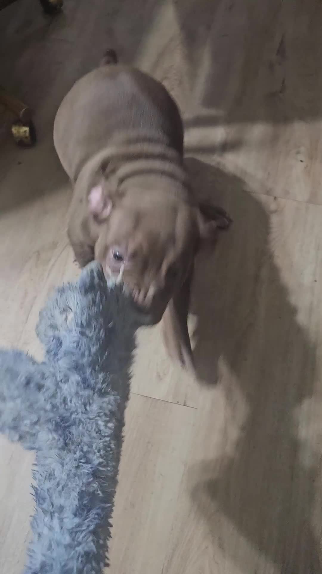 American Bully dogs for sale: Chocolate Female - Video 1